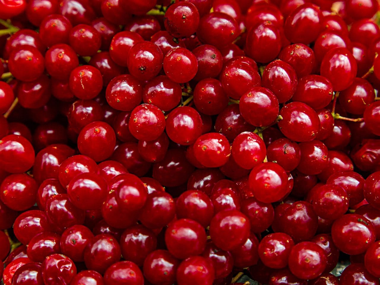 Kiril Mischeff Product Cranberry